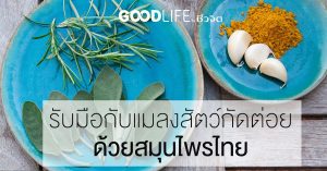 แมลงสัตว์กัดต่อย