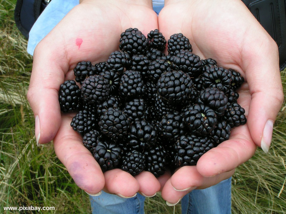 แบล็คเบอร์รี่, ป้องกันโรคหัวใจ, Blackberry, Black Foods, อาหารสีดำ, ของดำ, อาหารสีดำดูแลสุขภาพ, อาหารเพื่อสุขภาพ