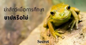 ฆ่าสัตว์