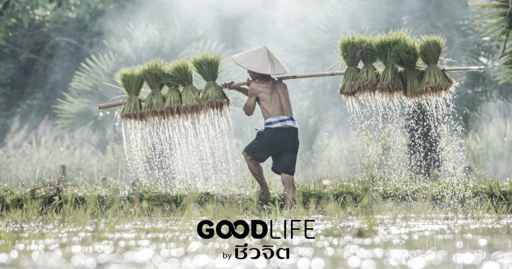 ชาวนา, พลังใจ, อาชีพ, พลังชีวิต, ความสุขในชีวิต