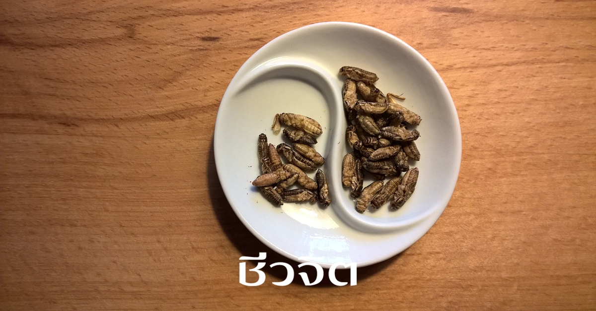 แมลงกินได้, อาหารโปรตีนสูง, แมลงทอด, แมลง, ประโยชน์ของแมลงกินได้
