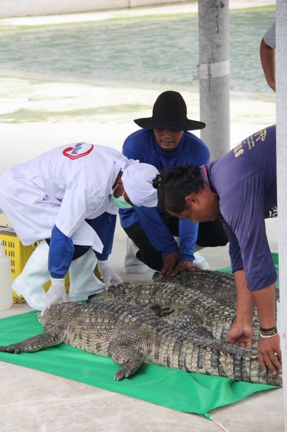 เลือดจระเข้, ผลิตภัณฑ์เสริมอาหารจากเลือดจระเข้, วานิไทย, จระเข้, บำรุงสุขภาพ