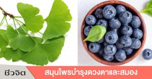 บิลเบอร์รี่, แปะก๊วย, สมุนไพร, บำรุงดวงตา, บำรุงสมอง
