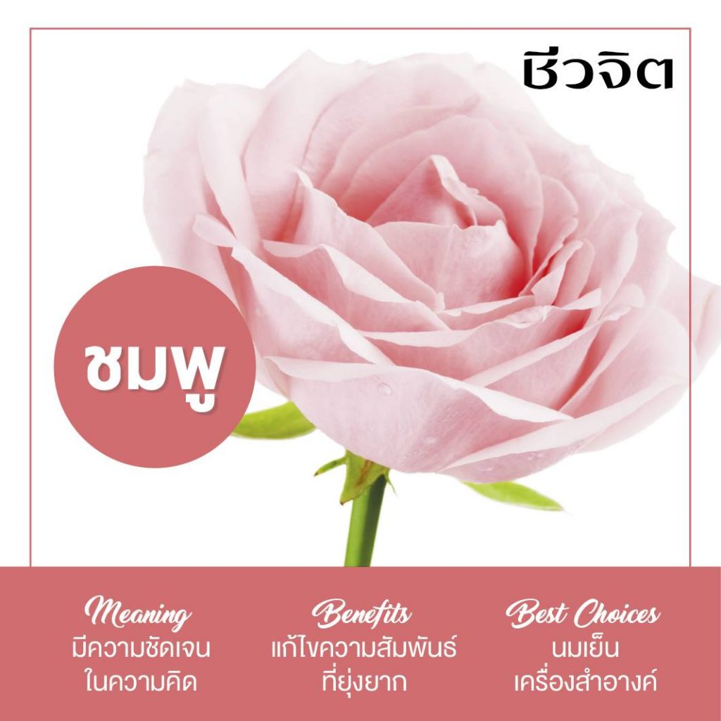 สีชมพู, สีเสริมดวง, สีปรับอารมณ์, ดวง, ความเชื่อ