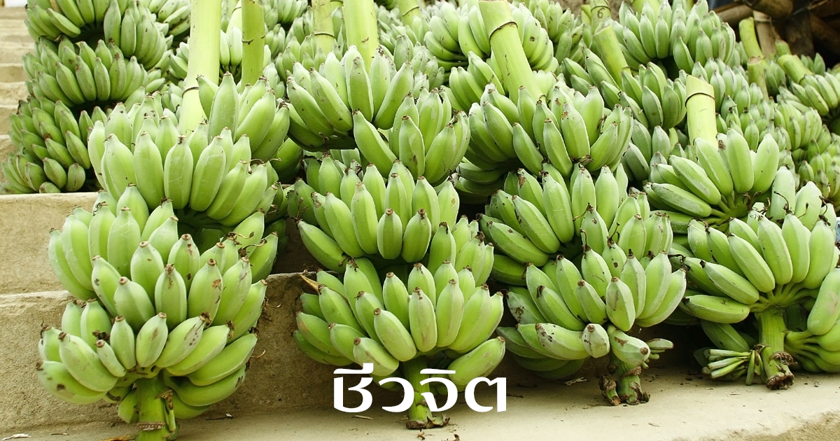 กล้วยดิบ, รักษาแผลในกระเพาะอาหาร, โรคกระเพาะอาหาร, กล้วย, กล้วยน้ำว้าดิบ