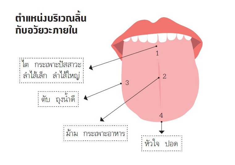 ลิ้น, เช็กสีลิ้น, ลิ้นบอกโรค, แพทย์แผนจีน, วิธีตรวจลิ้น