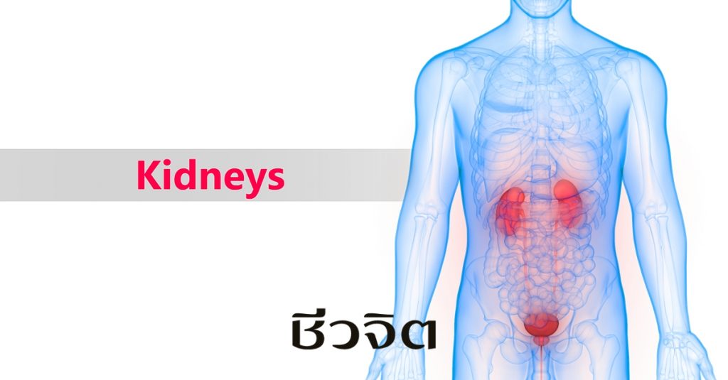 ไต, โรคไตเรื้อรัง, อาหารโรคไต