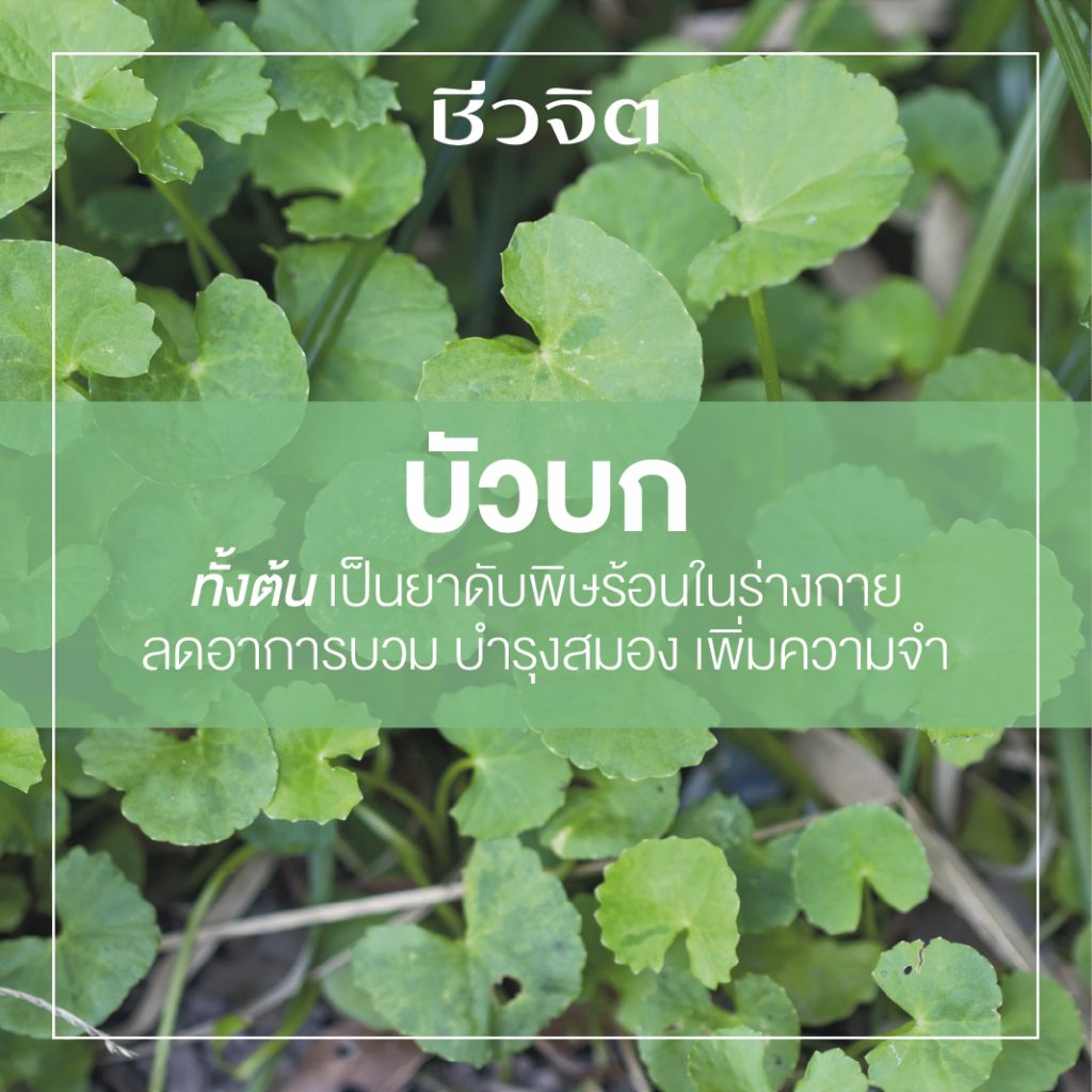 บัวบก, สมุนไพรแก้ร้อนใน, ดับร้อน, ป้องกันสิว, สมุนไพร