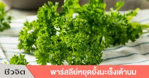 พาร์สลีย์ ต้านมะเร็งเต้านม