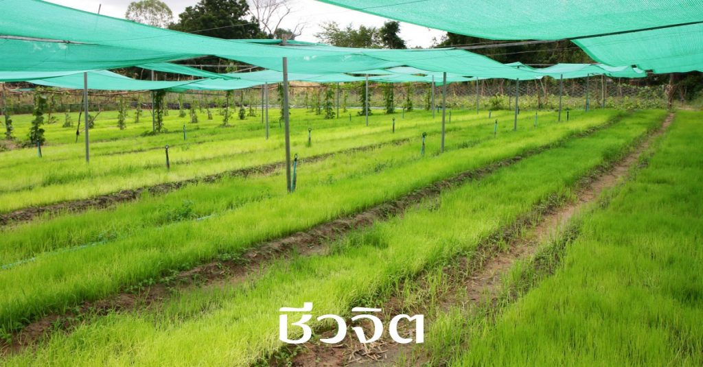 ต้นอ่อนข้าว, ข้าว, ข้าวทุ่งกุลาร้องไห้, ทุ่งกุลาร้องไห้, ข้าวหอมมะลิ, ข้าวหอมมะลิ105,