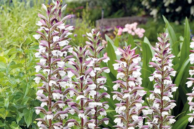 acanthus