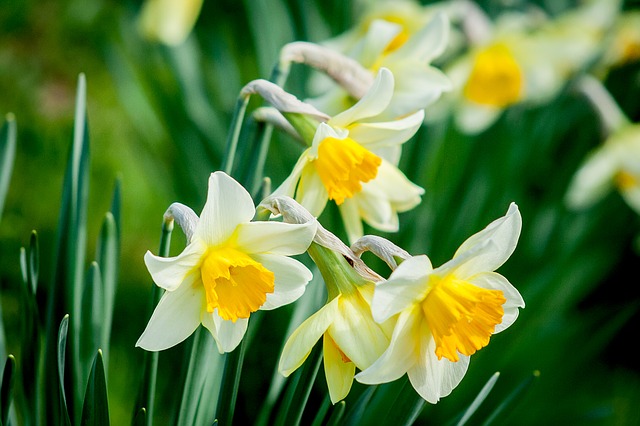 Narcissus