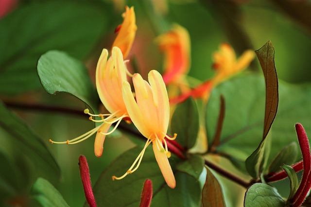 Honeysuckle