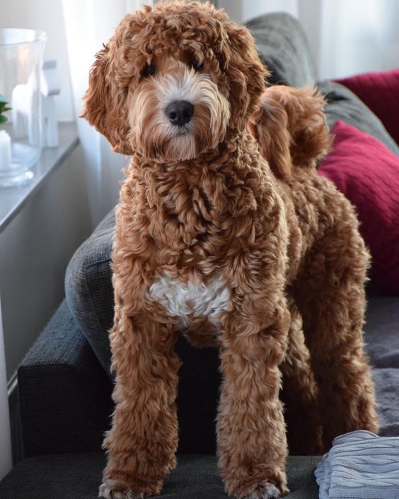 Labradoodle