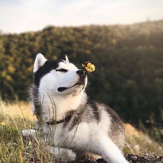 Husky