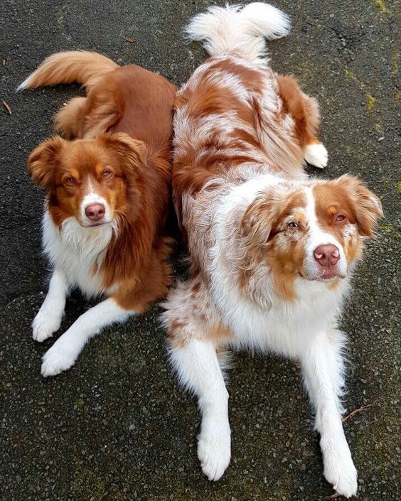 Australian Shepherd