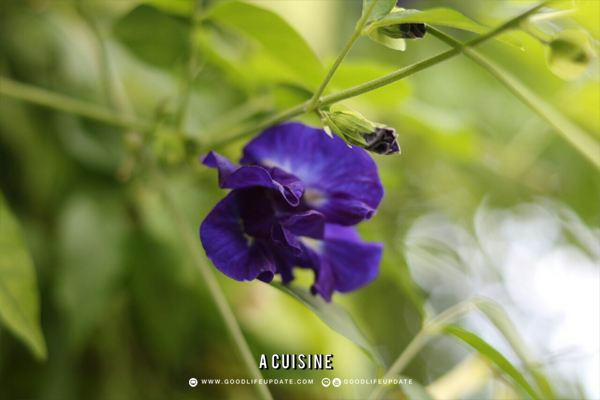 ดอกไม้กินได้ หรือ Edible Flower