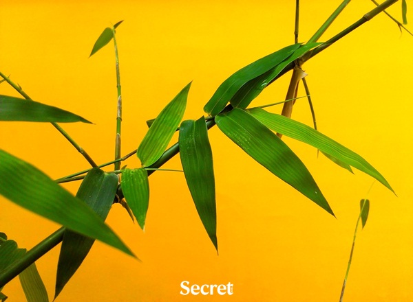 ความสำเร็จของการปฏิบัติธรรม