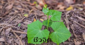 ลบริ้วรอย ริ้วรอย ตำลึง สุตรสวย สูตรสวยธรรมชาติ สูตรความงาม