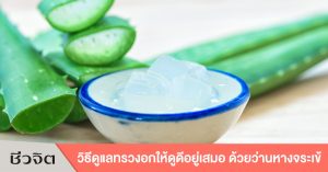 ว่านหางจระเข้ หน้าอก อกสวย อกกระชับ