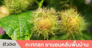 กะทกรก
