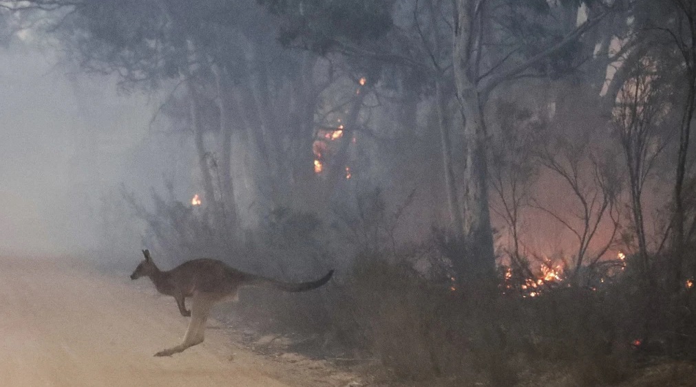 Pray for Australia: รวมลิสต์กองทุนบริจาคช่วยเหลือ ไฟป่าออสเตรเลีย (Australia's bushfire)