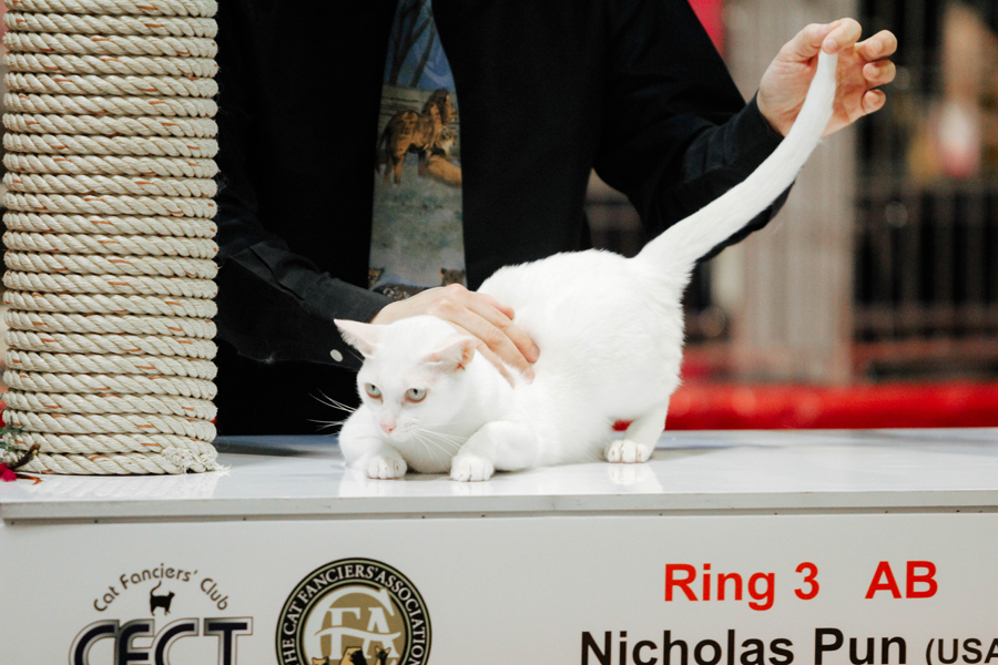 Cat Show