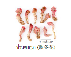 ซุปชิงเฝ่ย ผายตู่ (Qingfei Paidu)