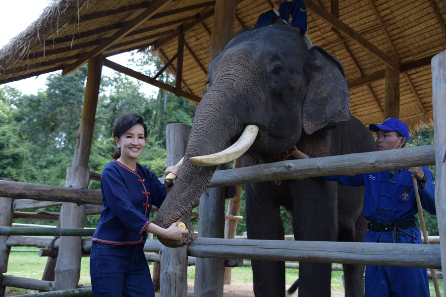 อนุรักษ์ช้างไทย