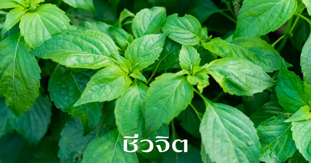 ยี่หร่า