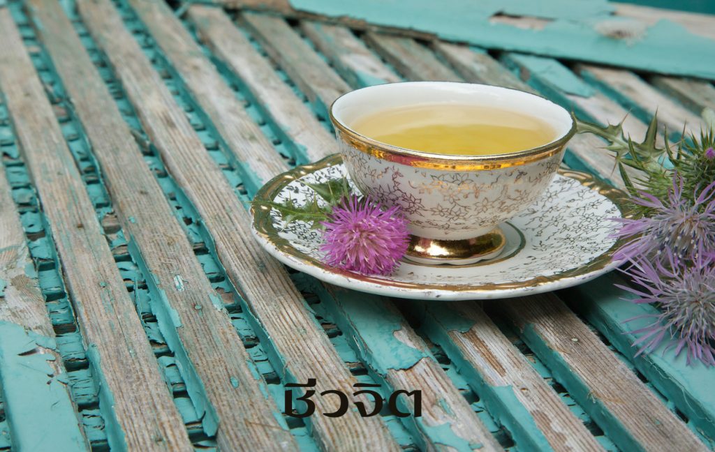 ชามิลค์ทิสเซิล ล้างพิษ มิลค์ทิสเซิล Milk thistle tea